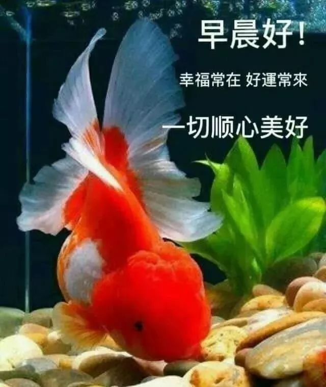 早上好的問候美句簡短_問候早上好的唯美句子_問候語簡短最美的句子早上好