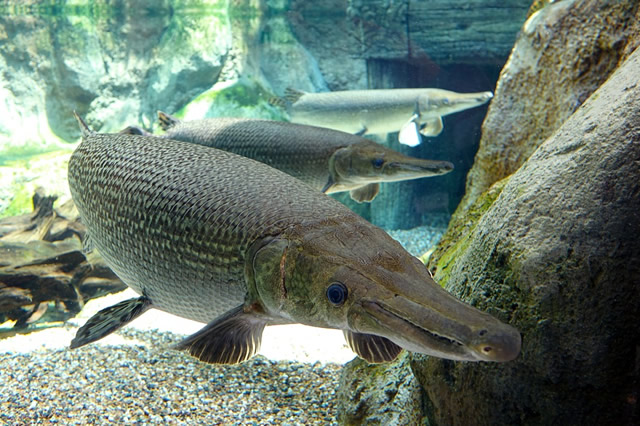 觀賞黃色魚可以吃嗎圖片大全_黃色的觀賞魚_觀賞黃色魚為什么不好養(yǎng)活呢