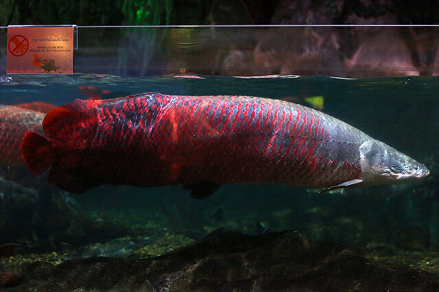 黃色的觀賞魚_觀賞黃色魚可以吃嗎圖片大全_觀賞黃色魚為什么不好養(yǎng)活呢