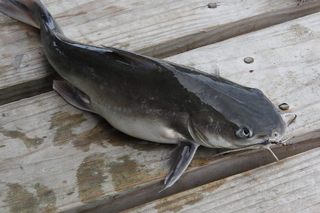 觀賞黃色魚可以吃嗎圖片大全_黃色的觀賞魚_觀賞黃色魚為什么不好養(yǎng)活呢