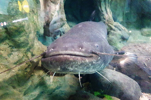 觀賞黃色魚為什么不好養(yǎng)活呢_黃色的觀賞魚_觀賞黃色魚可以吃嗎圖片大全