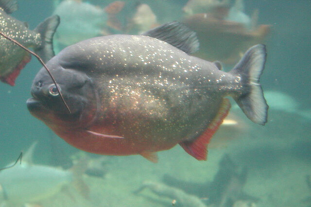 黃色的觀賞魚_觀賞黃色魚可以吃嗎圖片大全_觀賞黃色魚為什么不好養(yǎng)活呢