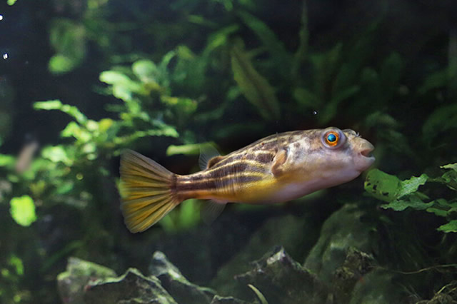 觀賞黃色魚為什么不好養(yǎng)活呢_黃色的觀賞魚_觀賞黃色魚可以吃嗎圖片大全