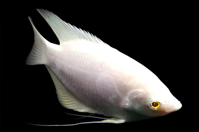 觀賞黃色魚為什么不好養(yǎng)活呢_觀賞黃色魚可以吃嗎圖片大全_黃色的觀賞魚