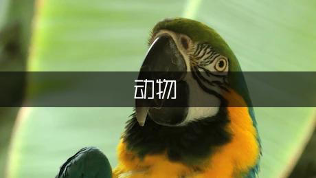 關于動物的謎語大全及*