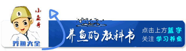 治療觀賞魚豎鱗病的3種方法，建議收藏
