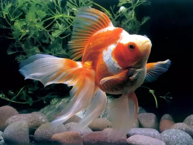 觀賞魚炸鱗怎么治療_觀賞魚治療炸鱗的方法_觀賞魚治療炸鱗病的方法