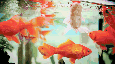 觀賞魚治療炸鱗的方法_觀賞魚治療炸鱗病的方法_觀賞魚炸鱗怎么治療