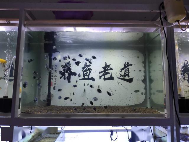怎么判斷魚缸水質的發白了，是需要繼續等待