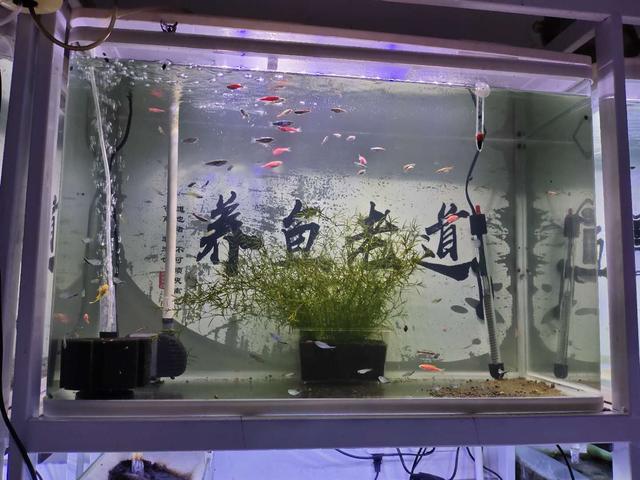 觀賞魚換水后可以喂食嗎_觀賞喂食換魚水可以后澆花嗎_觀賞魚換完水能喂食嗎