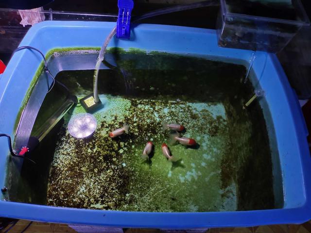 觀賞魚換完水能喂食嗎_觀賞喂食換魚水可以后澆花嗎_觀賞魚換水后可以喂食嗎