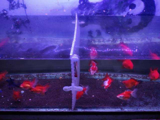 觀賞魚換水后可以喂食嗎_觀賞魚換完水能喂食嗎_觀賞喂食換魚水可以后澆花嗎