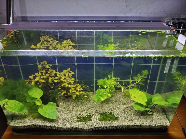 觀賞魚換水后可以喂食嗎_觀賞喂食換魚水可以后澆花嗎_觀賞魚換完水能喂食嗎