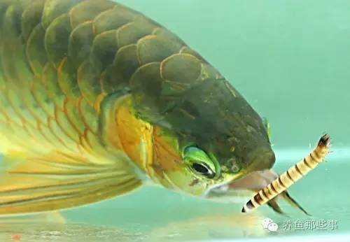 觀賞魚喂食全攻略：你的魚愛吃小魚苗還是胡