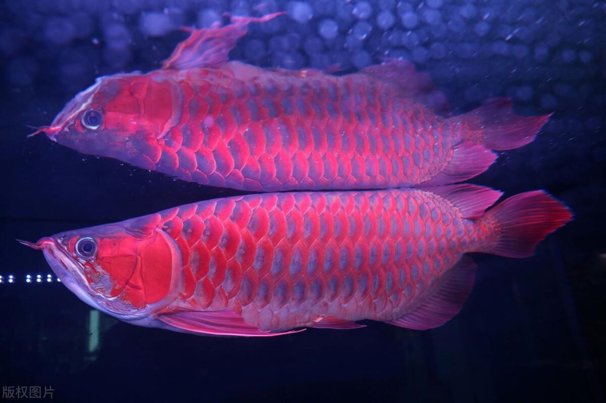 盤點那些平頭百姓養不起的觀賞魚