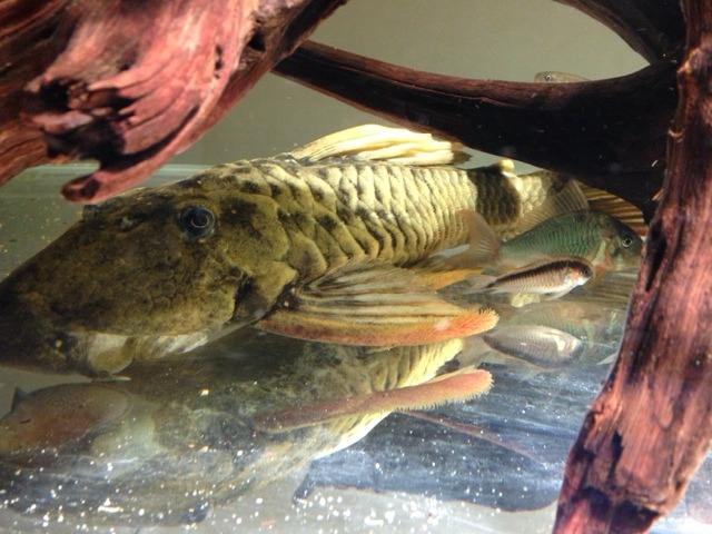 觀賞魚長度_10厘米左右的觀賞魚_幾厘米的小魚