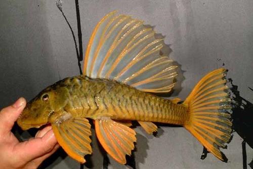 觀賞魚長度_幾厘米的小魚_10厘米左右的觀賞魚