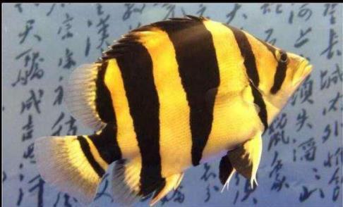 10厘米左右的觀賞魚_幾厘米的小魚_觀賞魚長度