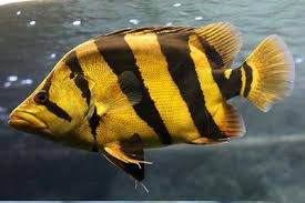 觀賞魚長度_10厘米左右的觀賞魚_幾厘米的小魚