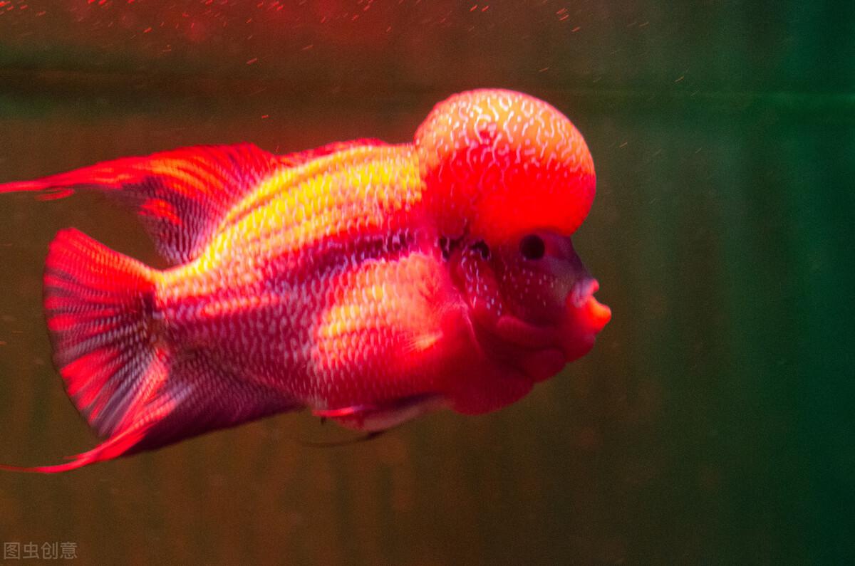 觀賞魚長度_幾厘米的小魚_10厘米左右的觀賞魚
