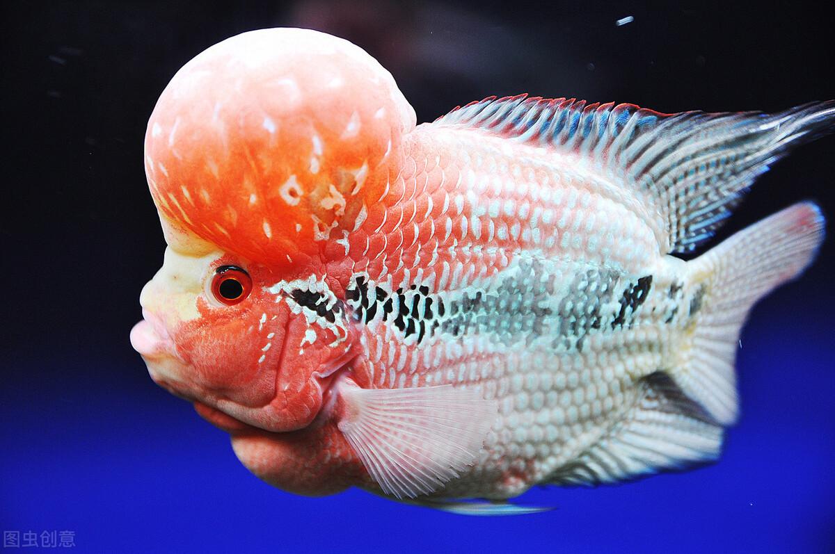 幾厘米的小魚_觀賞魚長度_10厘米左右的觀賞魚