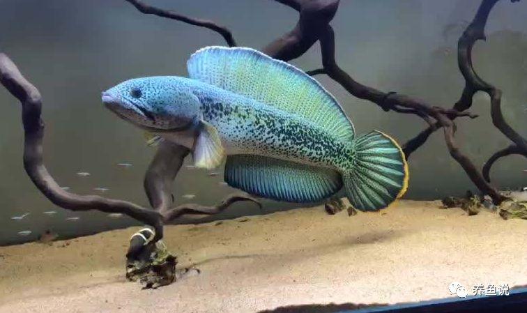 10厘米左右的觀賞魚_觀賞魚長度_幾厘米的小魚
