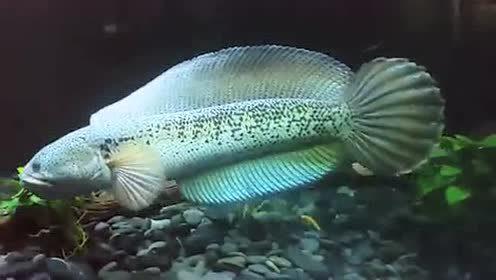 10厘米左右的觀賞魚_幾厘米的小魚_觀賞魚長度