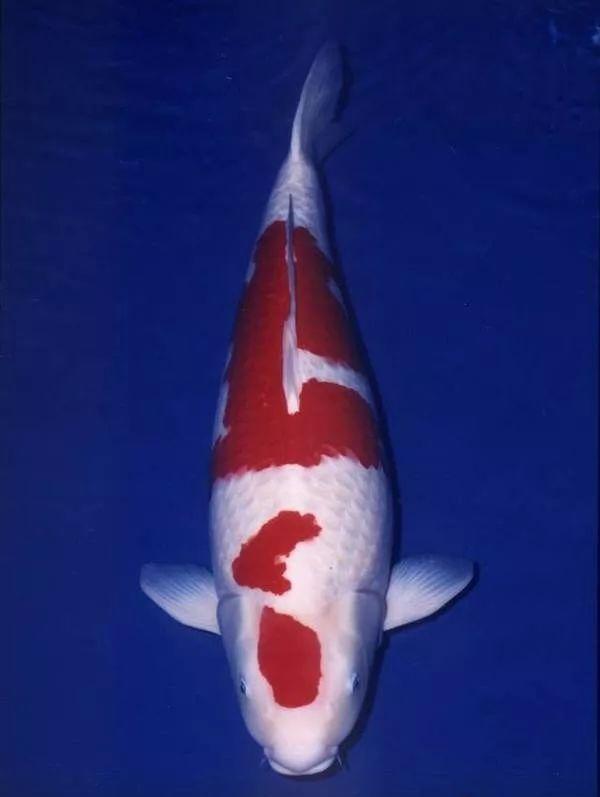 幾厘米的小魚_觀賞魚長度_10厘米左右的觀賞魚