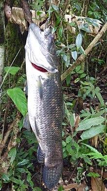 觀賞魚長度_幾厘米的小魚_10厘米左右的觀賞魚