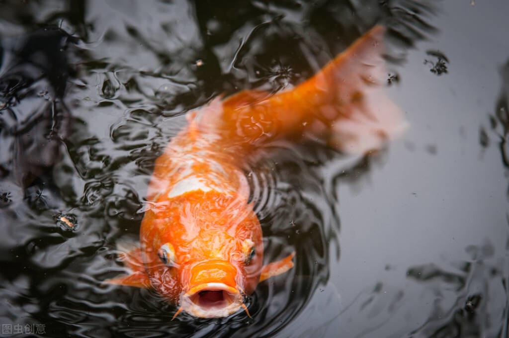 10厘米左右的觀賞魚_幾厘米的小魚_觀賞魚長度
