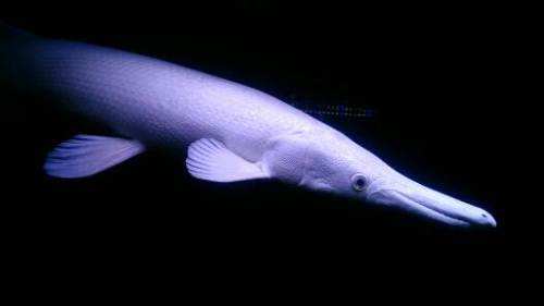 10厘米左右的觀賞魚_觀賞魚長度_幾厘米的小魚
