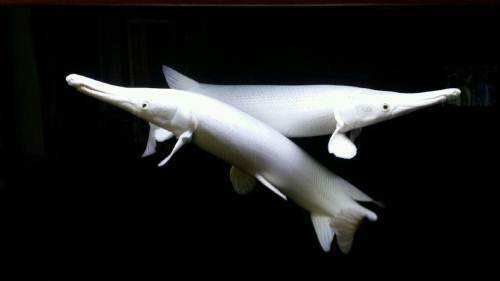 10厘米左右的觀賞魚_幾厘米的小魚_觀賞魚長度