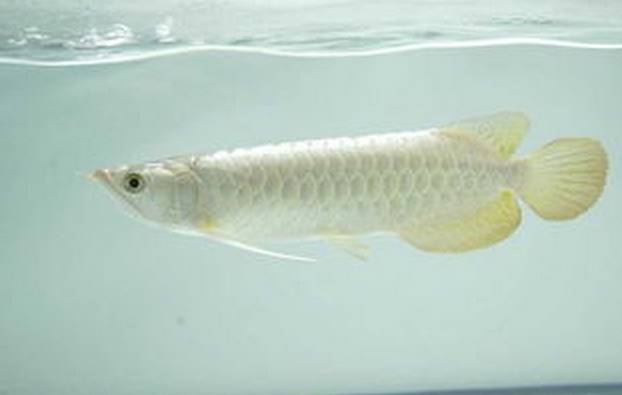 幾厘米的小魚_10厘米左右的觀賞魚_觀賞魚長度