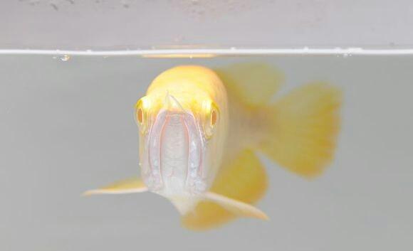 幾厘米的小魚_觀賞魚長度_10厘米左右的觀賞魚