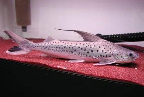 10厘米左右的觀賞魚_幾厘米的小魚_觀賞魚長度