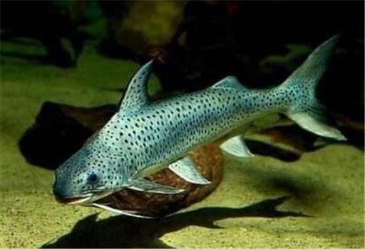 10厘米左右的觀賞魚_幾厘米的小魚_觀賞魚長度
