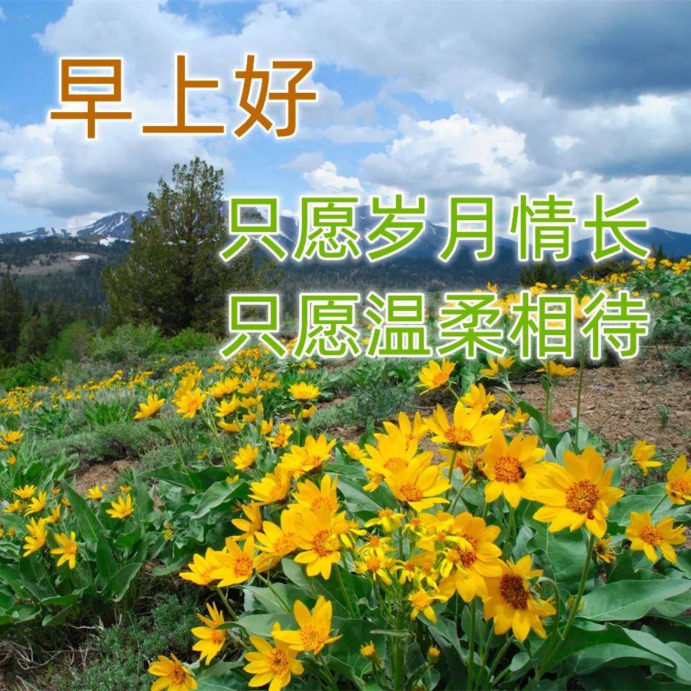 最新版最漂亮的早上好短語句子，早上好祝福