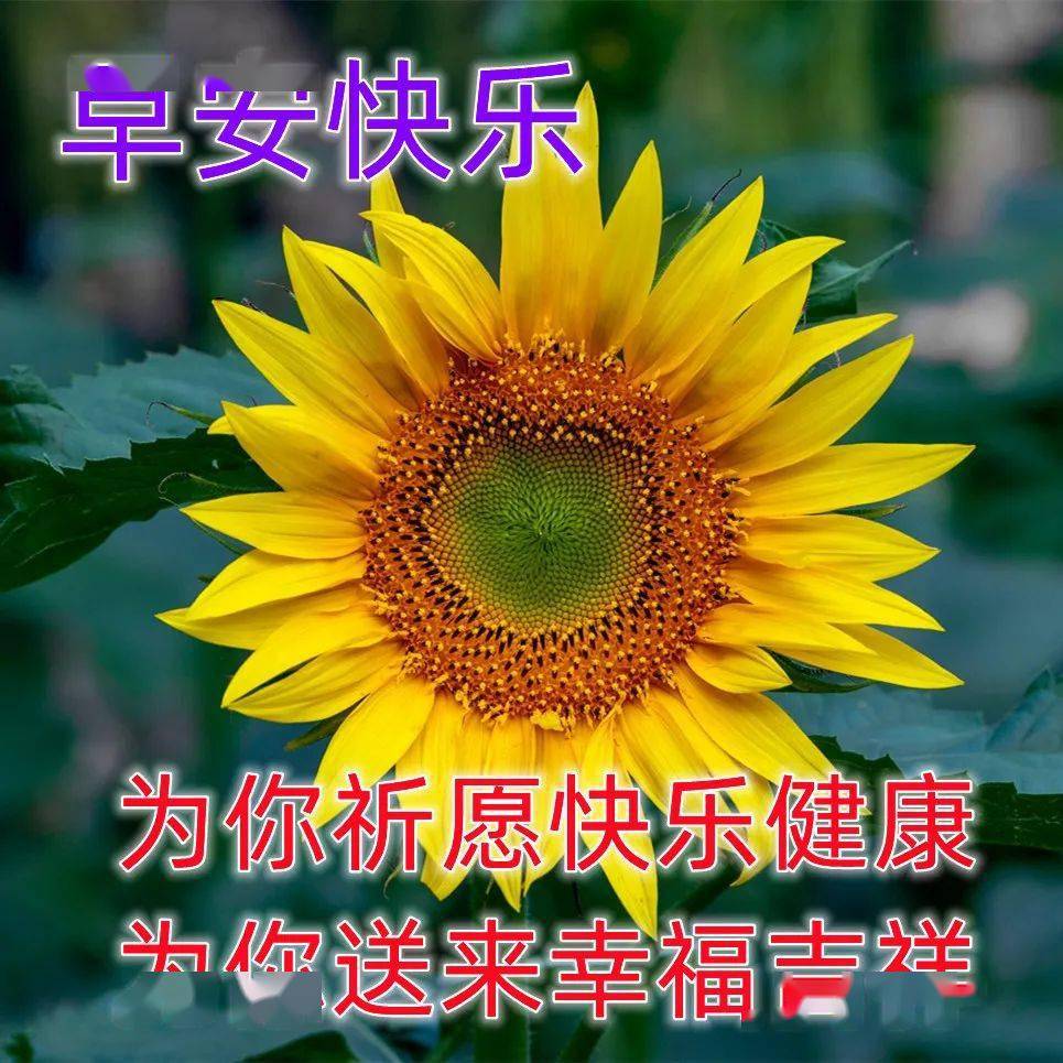 問候早上語句_問候語早上問候語_每日早上好問候的短句
