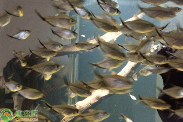 觀賞養(yǎng)魚好有哪些品種_好養(yǎng)的觀賞魚有哪些_觀賞養(yǎng)魚好有什么好處