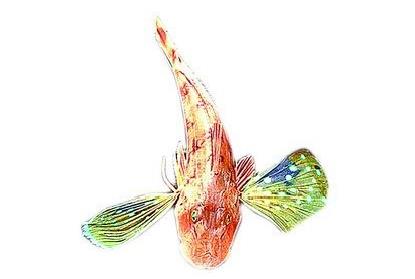 有“翅膀”有“腳”怪魚(yú)驚現(xiàn)福建廈門(mén) 專(zhuān)家稱(chēng)是