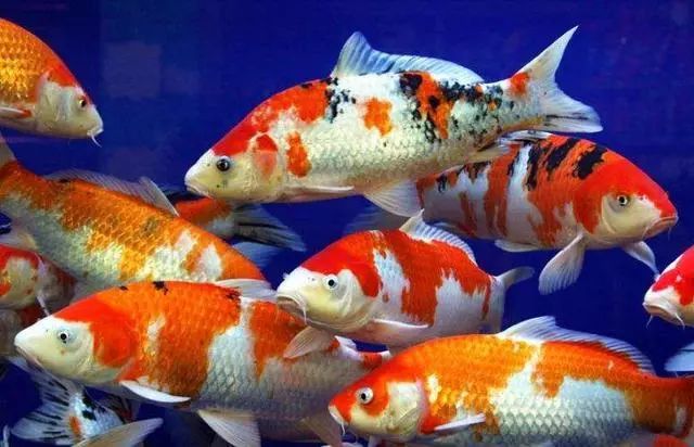 能在魚缸養(yǎng)10年以上的觀賞魚，不妨盤點一下