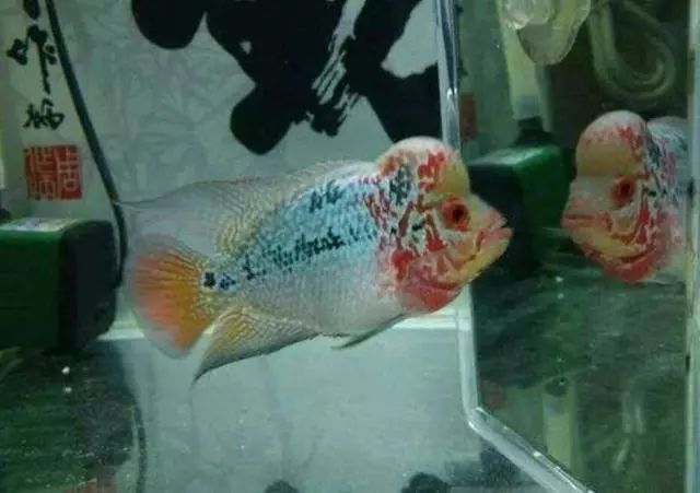 簡單易養的觀賞魚_養觀賞魚需要什么條件和技術_養觀賞魚的基本方法
