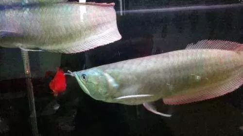 養觀賞魚的基本方法_簡單易養的觀賞魚_養觀賞魚需要什么條件和技術