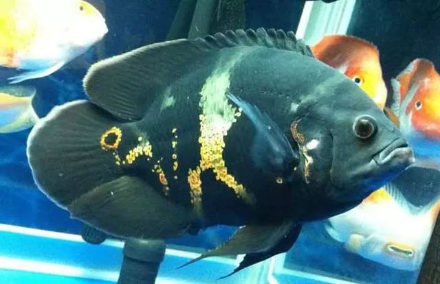 養觀賞魚的基本方法_養觀賞魚需要什么條件和技術_簡單易養的觀賞魚