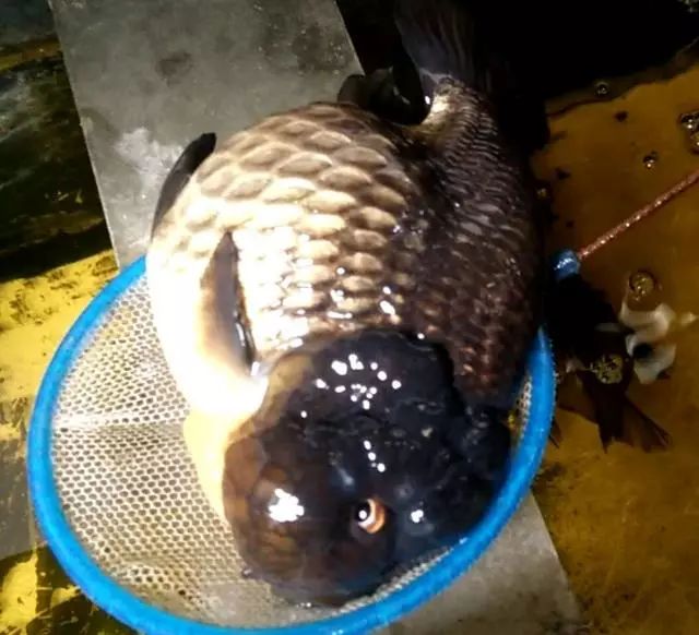 養觀賞魚需要什么條件和技術_養觀賞魚的基本方法_簡單易養的觀賞魚