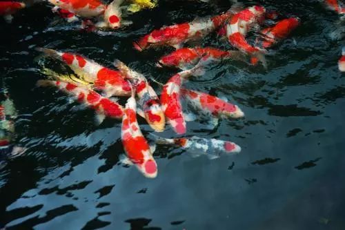 養觀賞魚需要什么條件和技術_養觀賞魚的基本方法_簡單易養的觀賞魚