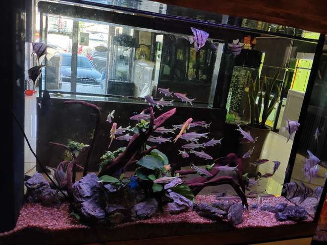 燕魚和七彩神仙魚，是最溫順的觀賞魚，混養(yǎng)