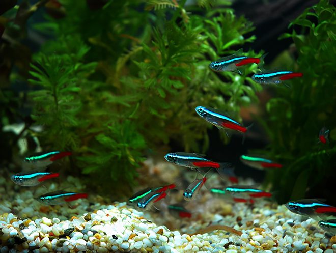 觀賞小型溫順魚圖片_溫順的小型觀賞魚_觀賞小型溫順魚有哪些