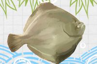 偏口魚是海魚還是淡水魚，生活在哪里
