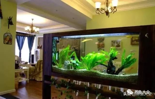 觀賞魚殺菌_給觀賞魚殺菌用什么比較好_觀賞魚殺菌鹽有用嗎